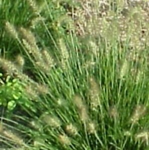 Pennisetum alopecuroides 'Little Bunny' C2 - afbeelding 12
