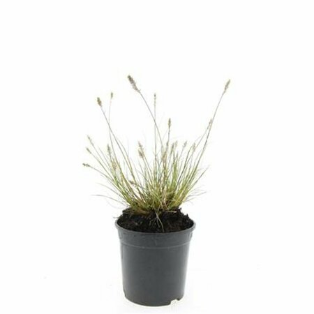 Pennisetum alopecuroides 'Little Bunny' C2 - afbeelding 10