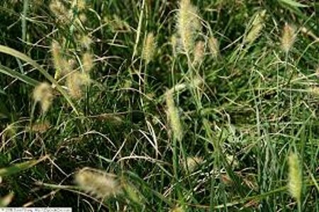 Pennisetum alopecuroides 'Little Bunny' C2 - afbeelding 2