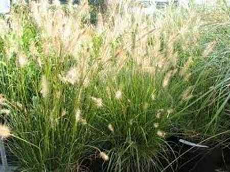 Pennisetum alopecuroides 'Little Bunny' C2 - afbeelding 3