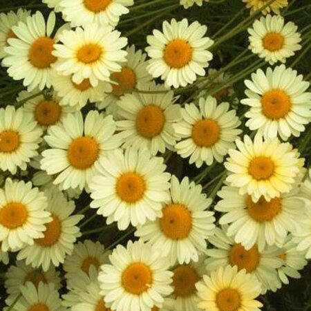 Anthemis hyb. 'E.C. Buxton' P9 - afbeelding 1