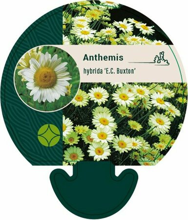 Anthemis hyb. 'E.C. Buxton' P9 - afbeelding 2
