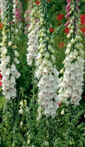 Digitalis purpurea 'Alba' C2 - afbeelding 3