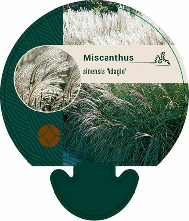 Miscanthus sinensis 'Adagio' C2 - afbeelding 1