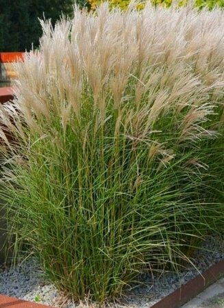 Miscanthus sinensis 'Adagio' C2 - afbeelding 4