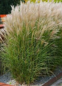 Miscanthus sinensis 'Adagio' C2 - afbeelding 4