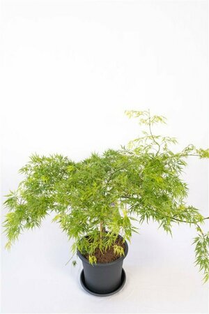Acer palmatum 'Dissectum' 80/100 C. - afbeelding 2