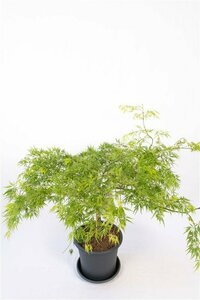 Acer palmatum 'Dissectum' 80/100 C. - afbeelding 2