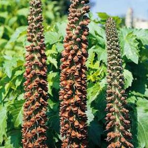 Digitalis parviflora P9