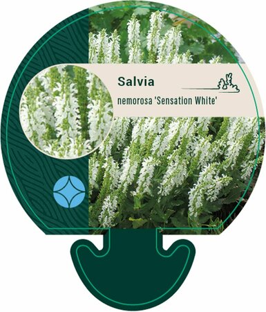Salvia nemorosa 'Sensation White' P9 - afbeelding 3