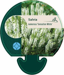 Salvia nemorosa 'Sensation White' P9 - afbeelding 3