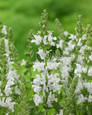 Salvia nemorosa 'Sensation White' P9 - afbeelding 1