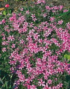 Phlox subulata 'Moerheimii' P9 - afbeelding 3