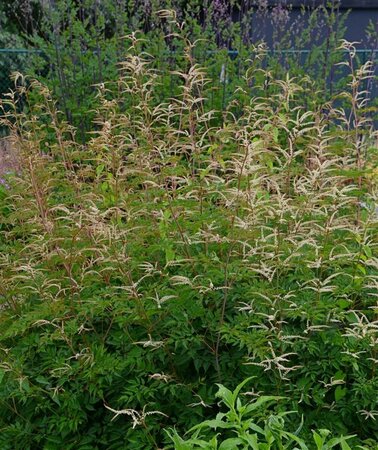 Aruncus 'Horatio' P9 - afbeelding 2
