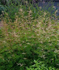 Aruncus 'Horatio' P9 - afbeelding 2