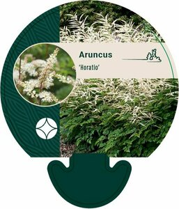 Aruncus 'Horatio' P9