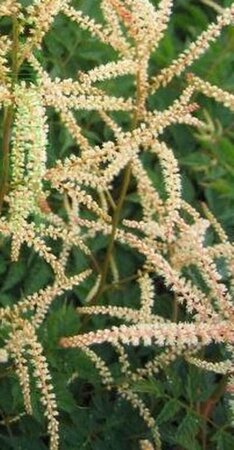 Aruncus 'Horatio' P9 - afbeelding 3
