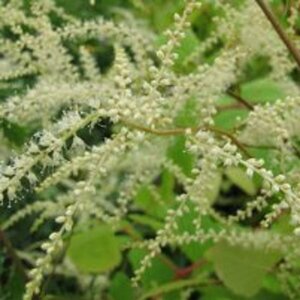 Aruncus 'Horatio' P9 - afbeelding 4