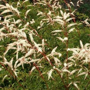 Aruncus 'Horatio' P9 - afbeelding 5