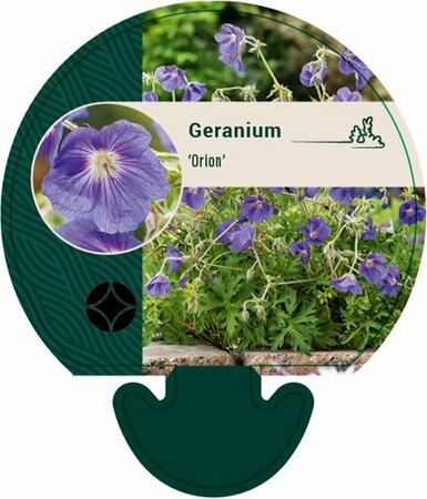 Geranium 'Orion' P9 - afbeelding 1