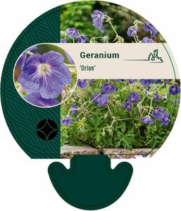 Geranium 'Orion' P9