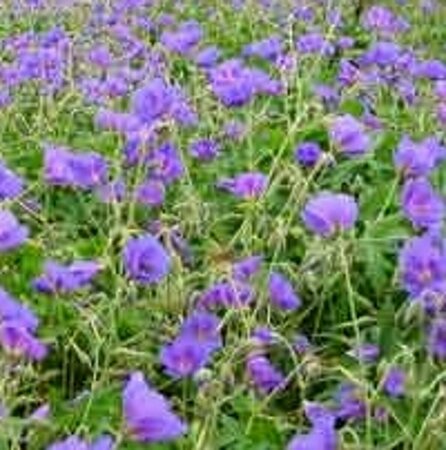 Geranium 'Orion' P9 - afbeelding 2