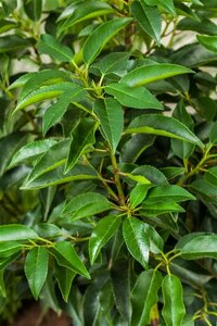 Prunus lusitanica 'Angustifolia' ST. 180 10-12 C. Lei