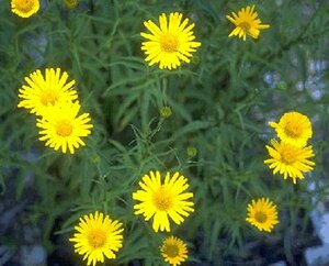 Buphthalmum salicifolium P9 - afbeelding 2