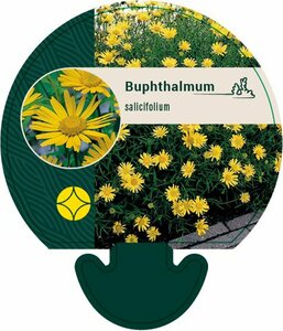 Buphthalmum salicifolium P9 - afbeelding 5