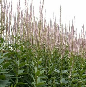 Veronicastrum virginicum P9 - afbeelding 2