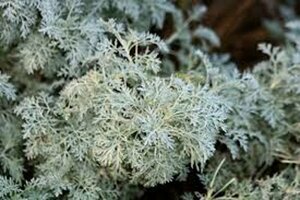 Artemisia 'Powis Castle' C2 - afbeelding 5