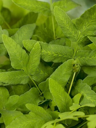 Osmunda regalis C2 - afbeelding 5