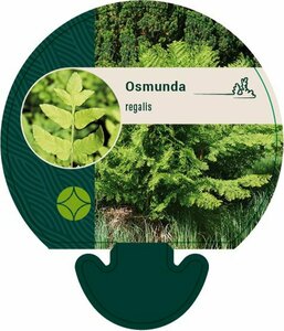 Osmunda regalis C2 - afbeelding 7