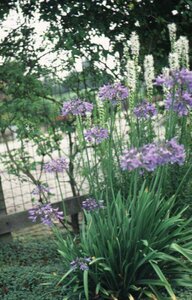 Agapanthus africanus P9