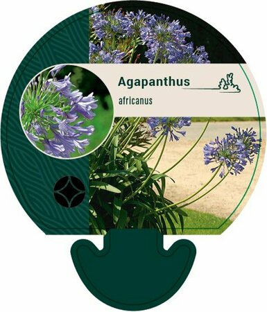 Agapanthus africanus P9 - afbeelding 3