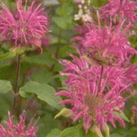 Monarda 'Blaustrumpf' P9 - afbeelding 1