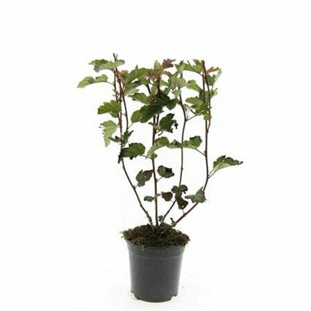 Physocarpus opulifolius 'Red Baron' 80/100 C. - afbeelding 2