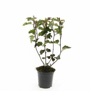 Physocarpus opulifolius 'Red Baron' 80/100 C. - afbeelding 2