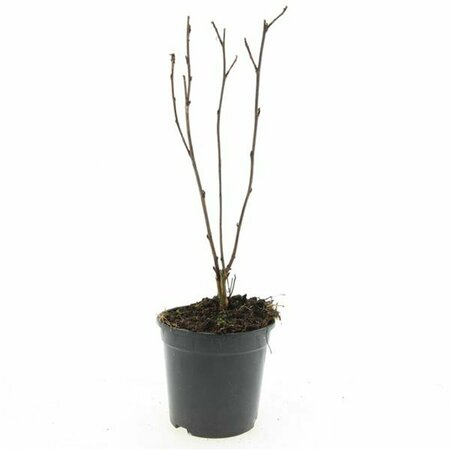Physocarpus opulifolius 'Red Baron' 80/100 C. - afbeelding 5