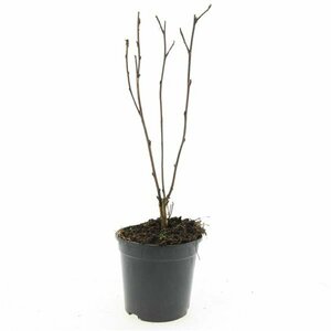 Physocarpus opulifolius 'Red Baron' 80/100 C. - afbeelding 5