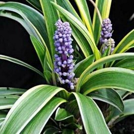 Liriope muscari 'Gold Banded' P9 - afbeelding 1