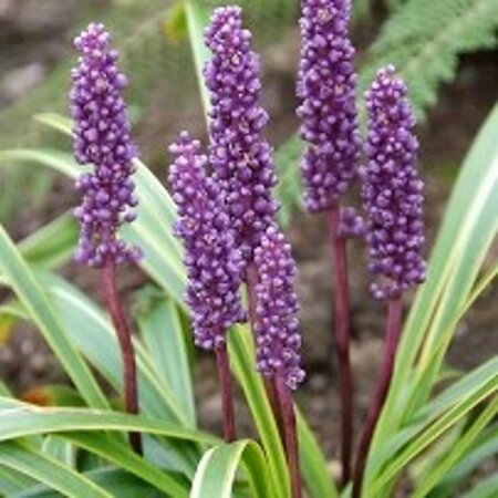 Liriope muscari 'Gold Banded' P9 - afbeelding 2