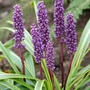 Liriope muscari 'Gold Banded' P9 - afbeelding 2