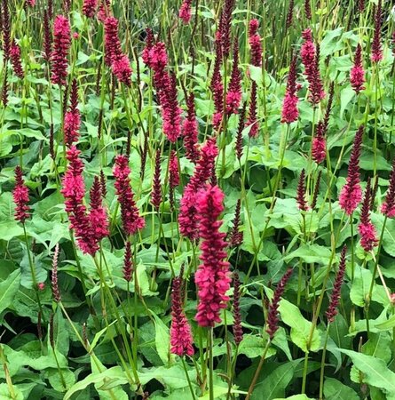 Persicaria amplexicaulis 'Dark Red' C2 - afbeelding 1