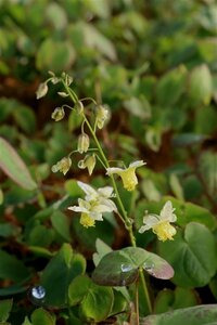 Epimedium versicolor 'Sulphureum' P9 - afbeelding 5