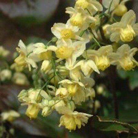 Epimedium versicolor 'Sulphureum' P9 - afbeelding 2