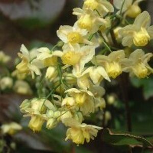 Epimedium versicolor 'Sulphureum' P9 - afbeelding 2