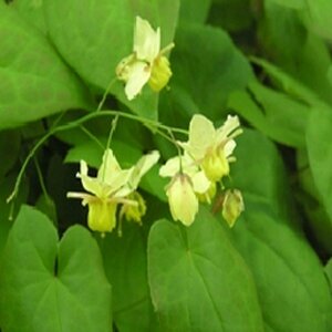Epimedium versicolor 'Sulphureum' P9 - afbeelding 3