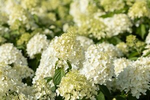 Hydrangea pan. 'Skyfall' C5 - afbeelding 2