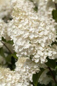 Hydrangea paniculata 'Silver Dollar' C5